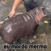 Moo deng meme 10