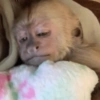Macaquinhos🐒 5