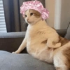 🐱Michitos bonitos🐱 10