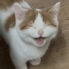Cat Reaction😹😁 16