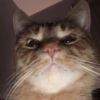 Gatitos V4 6