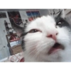 Gatitos Pa' ti & Pa' mi 🥰2 6