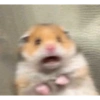 Hamster 6