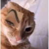 Shitpost Gatitos 💪🏻🤑 6