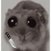 Hamster🎀 10
