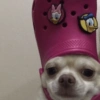 💖🐶Moods con perritos🐶💖 9
