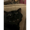 Gatitos 1 28