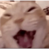 Kucing  12