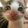 Gatos que te definem 🐱😹 13