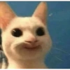 Meme ngakak(edisi kucing) 18