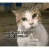 Meow 23