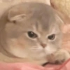 🐱Gatitos🐱 5