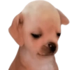 Doggies Moods 5