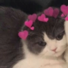 Gato apaixonado 6