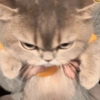 Cute cat / kucing lucu 18