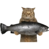 Kucing icon meme 11
