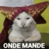 Kucing 8