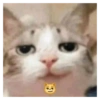 Shitpost Gatitos 💪🏻🤑 5