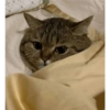 Angry cat 13