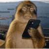 Macaco engraçado 🙊🙉🙈 11