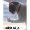 Meow 6