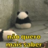 Urso dramático  7