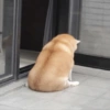 Cat & dog #1 20
