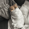 Puppies that are cold 12