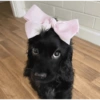 🎀 Perritos tiernos 🎀 5