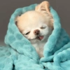 Puppies that are cold 18