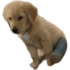 Random para whatsapp 🐶 6