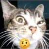 Shitpost Gatitos 💪🏻🤑 13