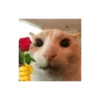 Shitpost Gatitos 💪🏻🤑 12