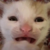 Reações gatinhos 15
