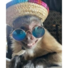 Monos graciosos😝 6