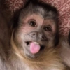 Macaquinhos reagindo🐒👇 12