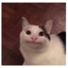 Gatinhos 23
