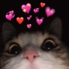 Michis a montón! 🐱 13