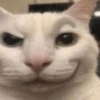 🐱Michitos bonitos🐱 8
