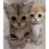 🐶•🐈Parejitas🐈•🐶 7