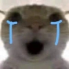 Meme ngakak(edisi kucing) 24