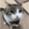Shitpost Gatitos 💪🏻🤑 15