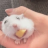 🐹Ratitas cutes🐹 9