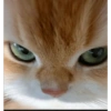 Cute cat / kucing lucu 7