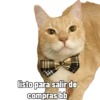 listo para salir de compras bb