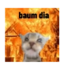 Gatinhos 24