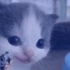 Animales random  16