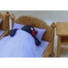Pinguino nojado 7