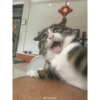 Gatitos 1 9