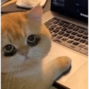 Ucing meow 5